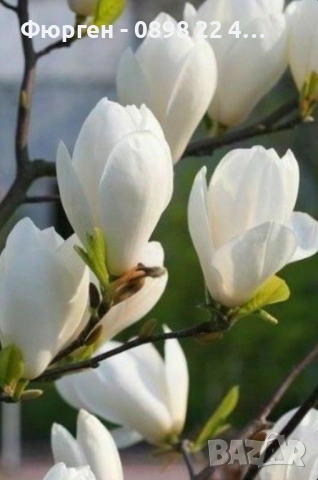 Магнолия Алба Суперба - ( Alba Superba )