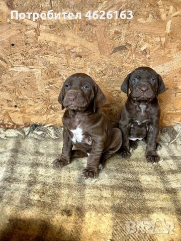 Кученца Курцхар