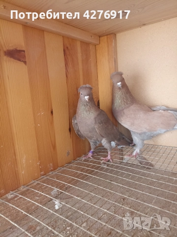 Високолетящи и въртящи се гълъби. Има още 3 двойки и една мъжка.