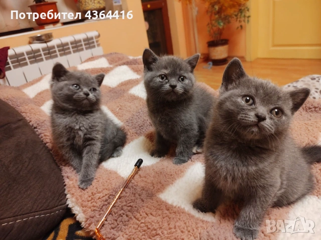 Продавам красиви и игриви британски котенца 