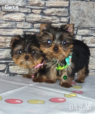 продавам, снимка 2 - Йоркширски териер - 53638939