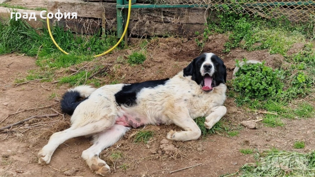 продавам породисти кученца на 40дена-Каракачанки, град Враца, снимка 13 - Каракачанска овчарка - 54187879