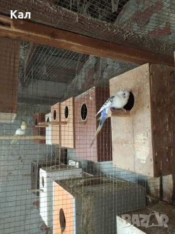 Вълнисти папагали, снимка 5 - Папагали - 53846560