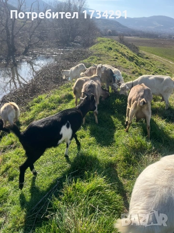 Продавам млечни кози, снимка 2 - Кози - 53873724