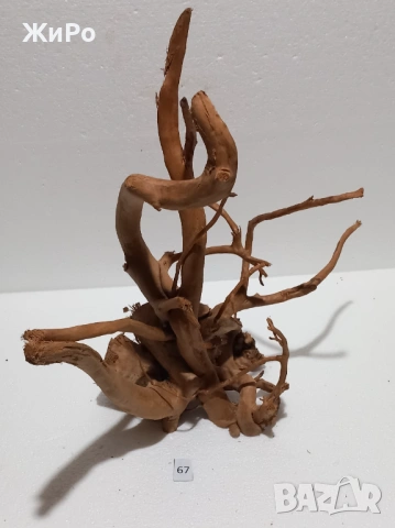 Корен от Азалия /декорация/ 67, снимка 3 - Други - 54102482