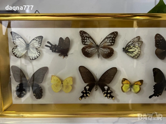 Рамка с екзотични пеперуди Азия, снимка 5 - Декорация за дома - 53397346