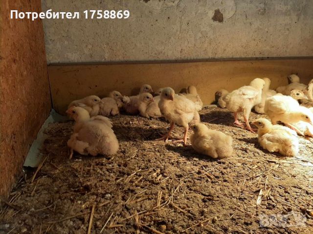 Продавам пилета бройлери и пуйчета, снимка 1 - Кокошки и пуйки - 45360269