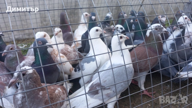Продавам гълъби Пощенски и храначи 2.50 евро , снимка 7 - Гълъби - 53144100