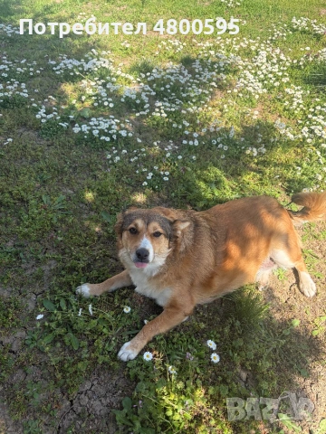 Сладко и дружелюбно куче търси дом!, снимка 3 - Други - 54244880