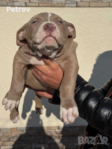 Американски булета , снимка 6 - Питбул - 52912672