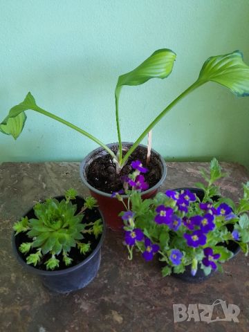 Комплект Растения , снимка 2 - Градински цветя и растения - 45469760
