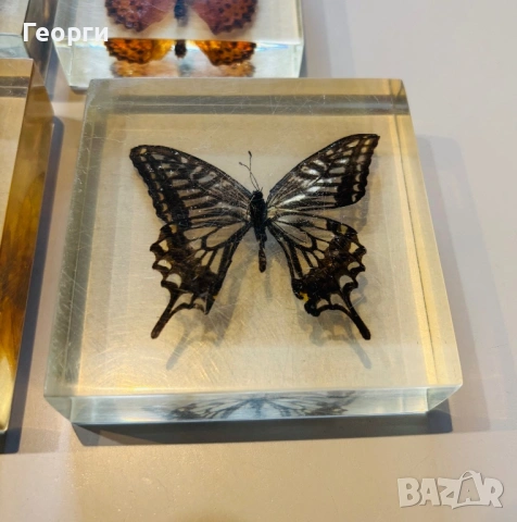 Пеперуди, снимка 13 - Колекции - 53656258