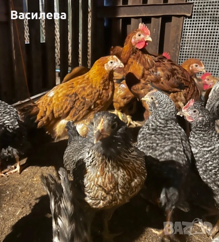Пилета и пъдпъдъци на различна възраст, снимка 17 - Кокошки и пуйки - 54003824
