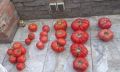 Разсад - домати стари сортове