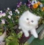 Бели персийски котенца , снимка 8
