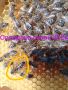 Пчелни майки, снимка 1 - За пчели - 37024156