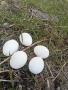 Яйца, снимка 2
