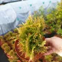 Златиста западна кълбовидна туя, Thuja occidentalis „Golden globe“, снимка 9