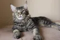 Мейн куун котенца Mymainecoons Flowingsounds, снимка 8