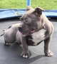 Американско Були Покет/American Bully Pocket , снимка 7