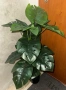 Спешно! Изкуствено растение Монстера / декоративно дърво – налични 2 броя, снимка 1