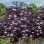 Черен Бъз - Ева (Sambucus nigra 'Eva' BLACK LACE), снимка 6