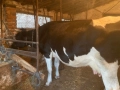 Бремена крава в 7 месец за трето теле , снимка 3