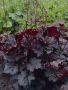  Хойхера Дворцово лилаво, Heuchera "Palace Purple"!!, снимка 1