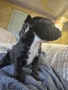 Продавам питбулчета, снимка 7