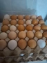 домашни яйца , снимка 1