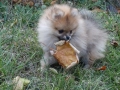 Померан, снимка 8