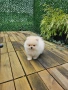 Померан , снимка 4