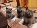 Продавам красиви и игриви британски котенца , снимка 1