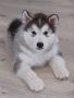 Куче Аляски Маламут, снимка 1 - Други - 44878685