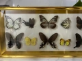Рамка с екзотични пеперуди Азия, снимка 5