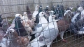 Продавам гълъби Пощенски и храначи 2.50 евро , снимка 7