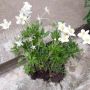 Анемоне бяло, снимка 1 - Градински цветя и растения - 45333831