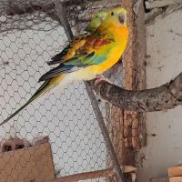 Пойни папагали, снимка 2 - Папагали - 45482225