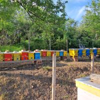 Пчелни отводки система Дадан Блат, снимка 3 - За пчели - 45384110