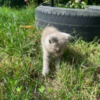 Британска късокосместа котка, снимка 12 - Британска късокосместа - 46111444