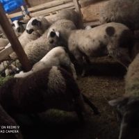Агнета над 40 кг, снимка 1 - Овце - 45168632