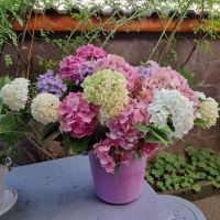 Хортензия ,бяла и розова , снимка 10 - Градински цветя и растения - 45320991
