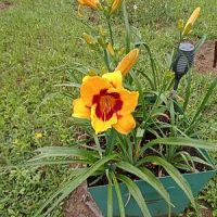 ХЕМЕРОКАЛИС, снимка 2 - Градински цветя и растения - 45652702