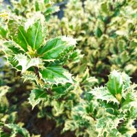 Илекс, Ilex aquifolium 'Ferox Argentea', студоустойчив, многогодишен, снимка 6 - Градински цветя и растения - 45570070