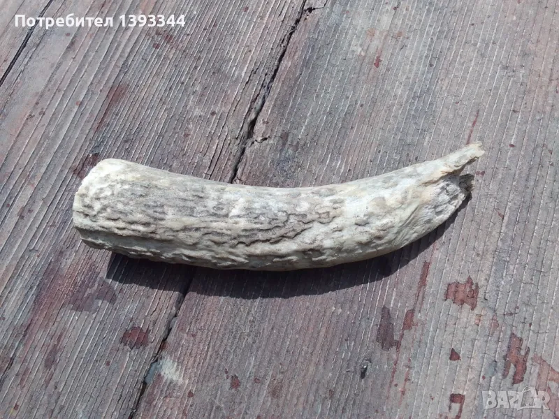 Рог от елен, снимка 1