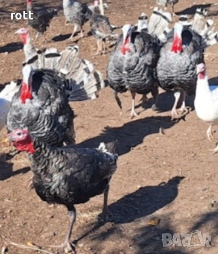 Пуйки, снимка 1