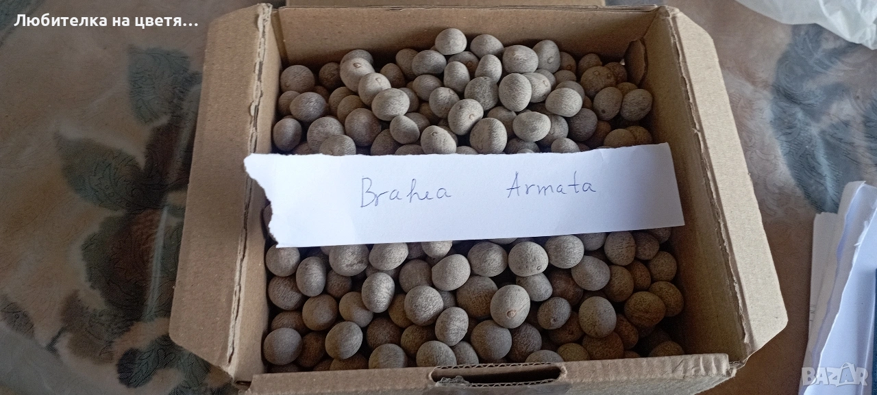семе от палма Брахея Армата 2 евро за брой, снимка 1