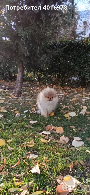 Померан Момиче с Родословие FCI, снимка 1