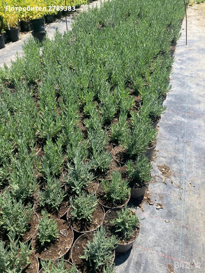 Лавандула , снимка 1