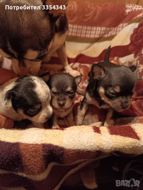 Чихо пинчери родени са 23.11.25, снимка 1